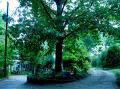 www.visitathensga.com