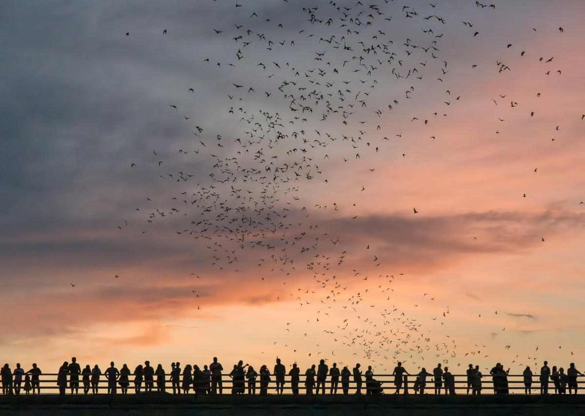 Bat City Film Night