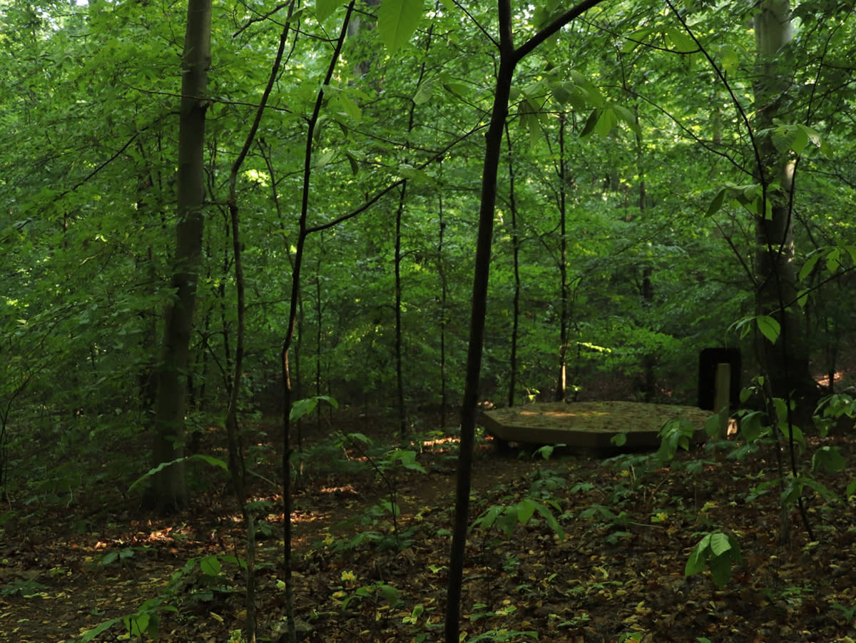 Symphony of the Woods