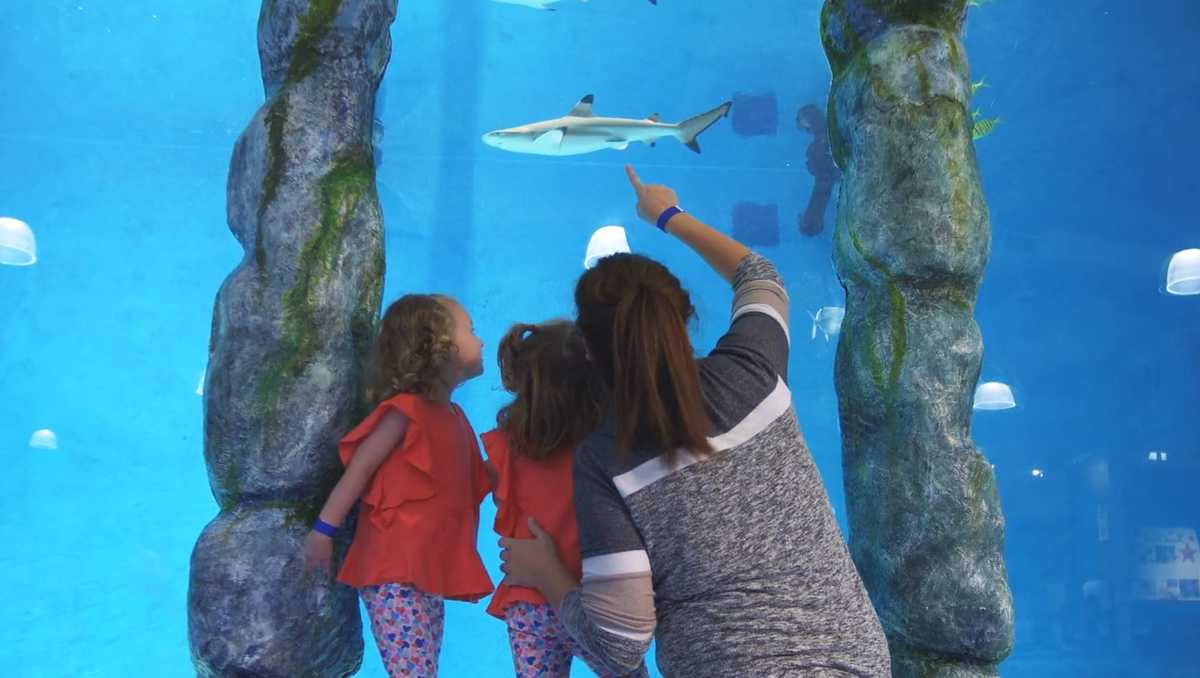 Blue Zoo Baton Rouge