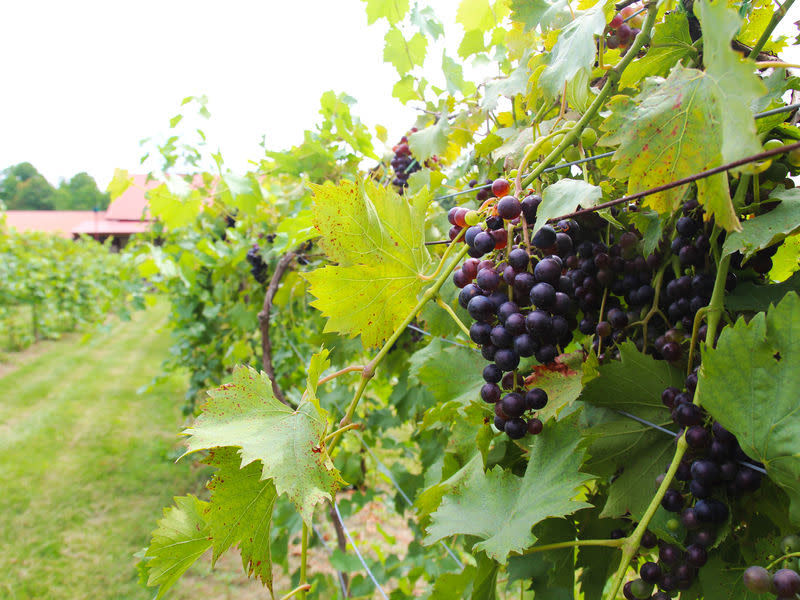 Butler Winery & Vineyard