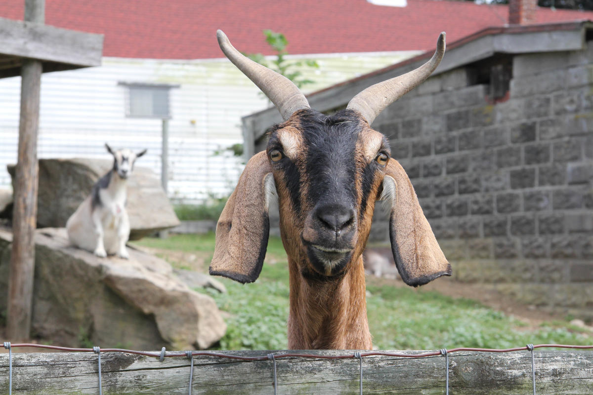 Stobs Farm Stowe Farm | Millbury, MA | Discover Central Massachusetts