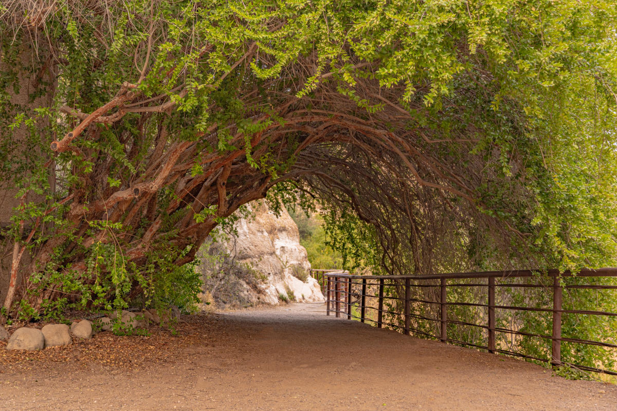 Boyce Thompson Arboretum