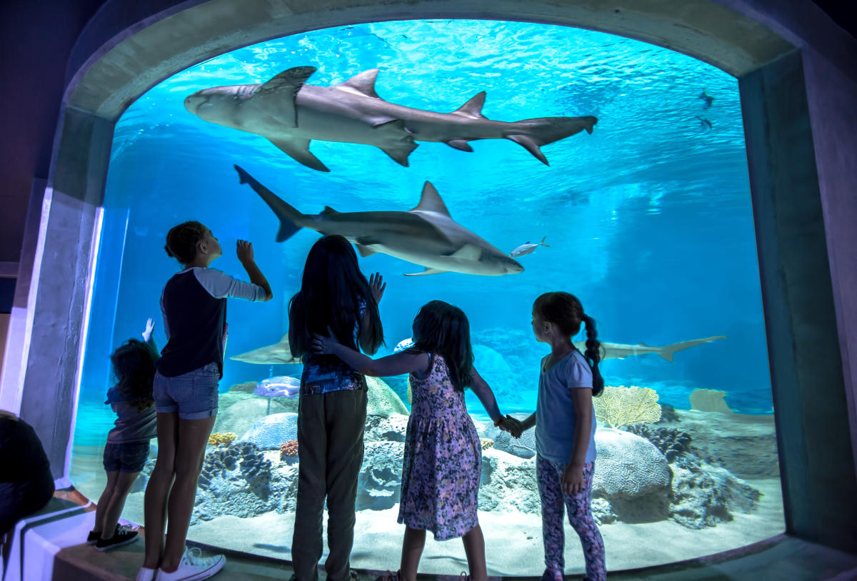OdySea Aquarium
