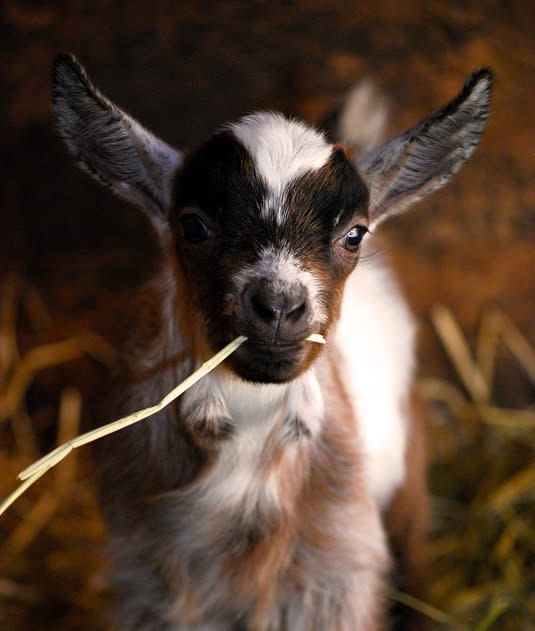 Murdoch's Ranch and Home Supply