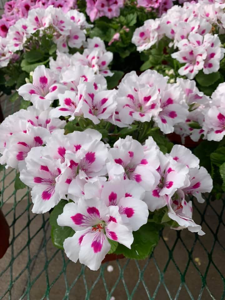 Walnut Ridge Nursery & Garden Center Jeffersonville, IN 47130