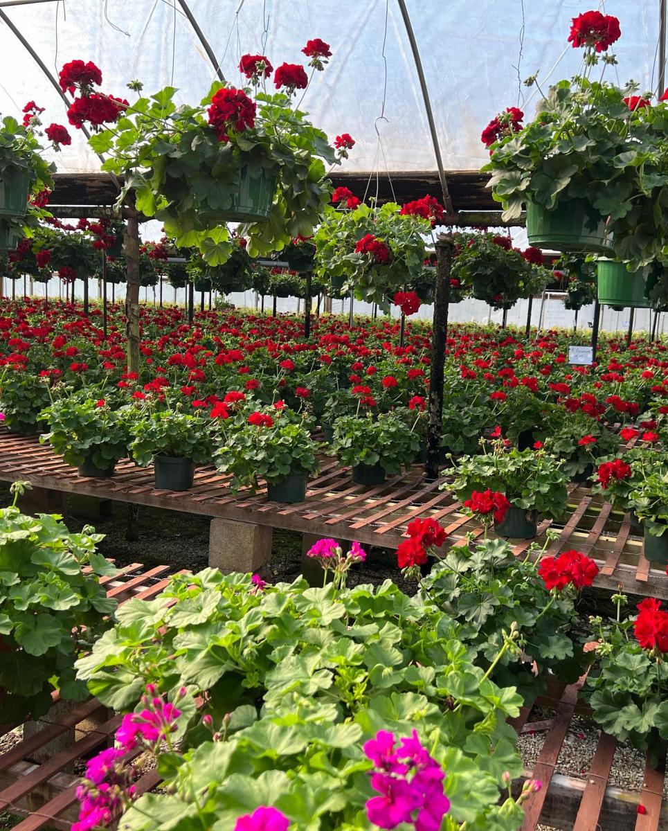 Sanderlin's Greenhouse