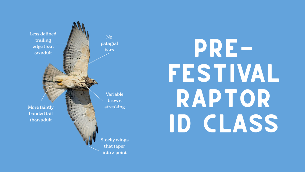 Raptor ID Class — event imagery