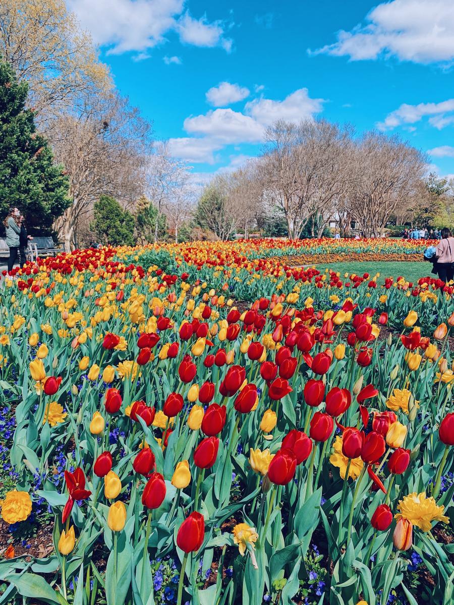 Dallas Blooms