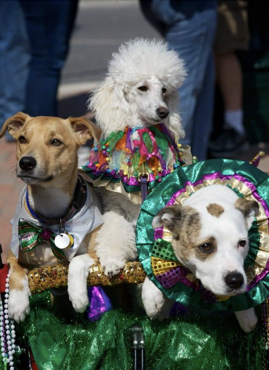 mardi gras dog parade