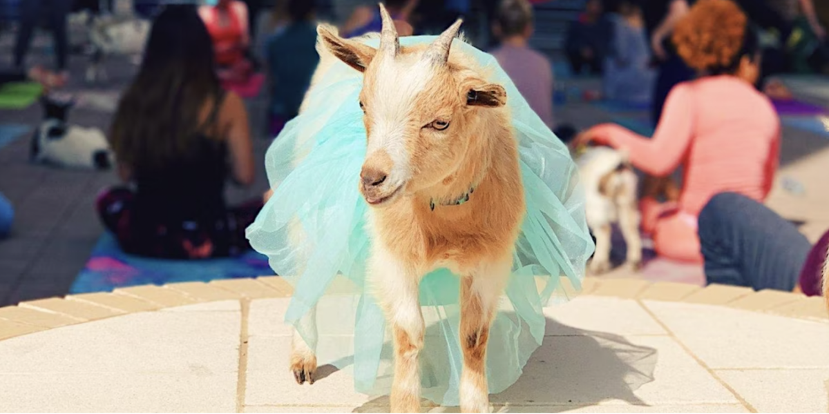 Goat Yoga Dallas at Toyota Music Factory