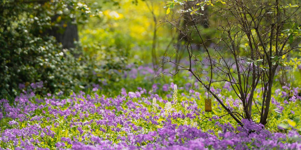 Best Spring Bloom Spring Blooms