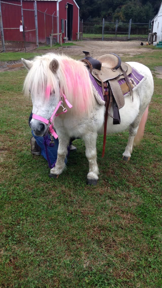 Sunset Stables Lums Pond Equestrian Center