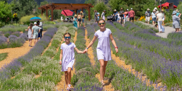 Lavender Festival
