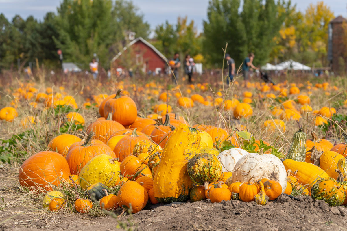 Pumpkin Festival