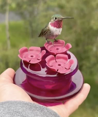 Immersive Mountain Hummingbird Experience