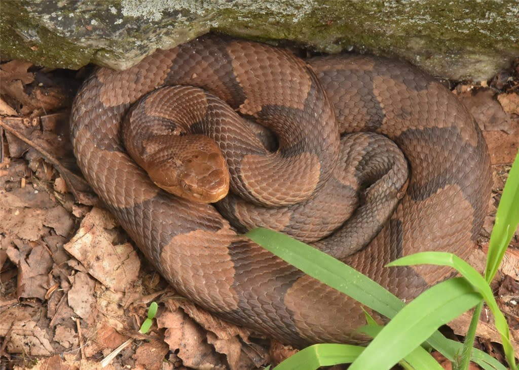 Amphibians and Reptiles of the Hawk Mountain Region of Pennsylvania
