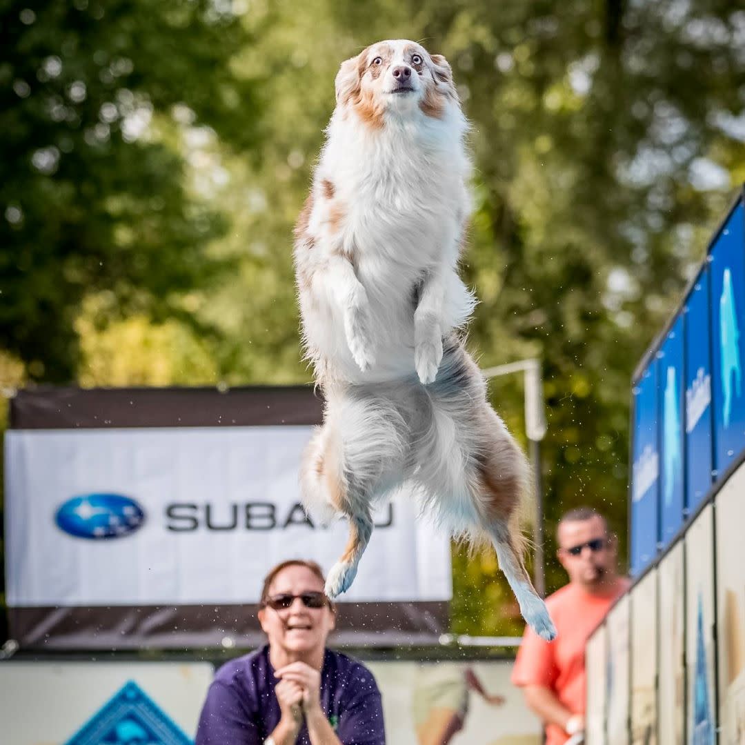 Barktoberfest