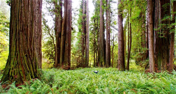 Prairie creek redwoods state park hikes sales