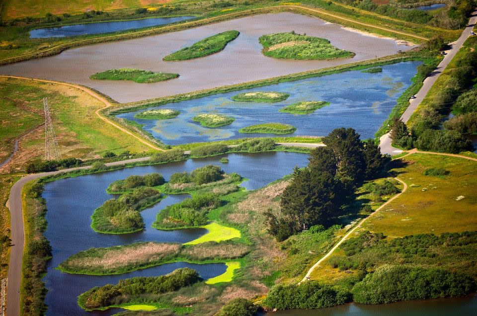 Arcata Marsh King Tide Walk