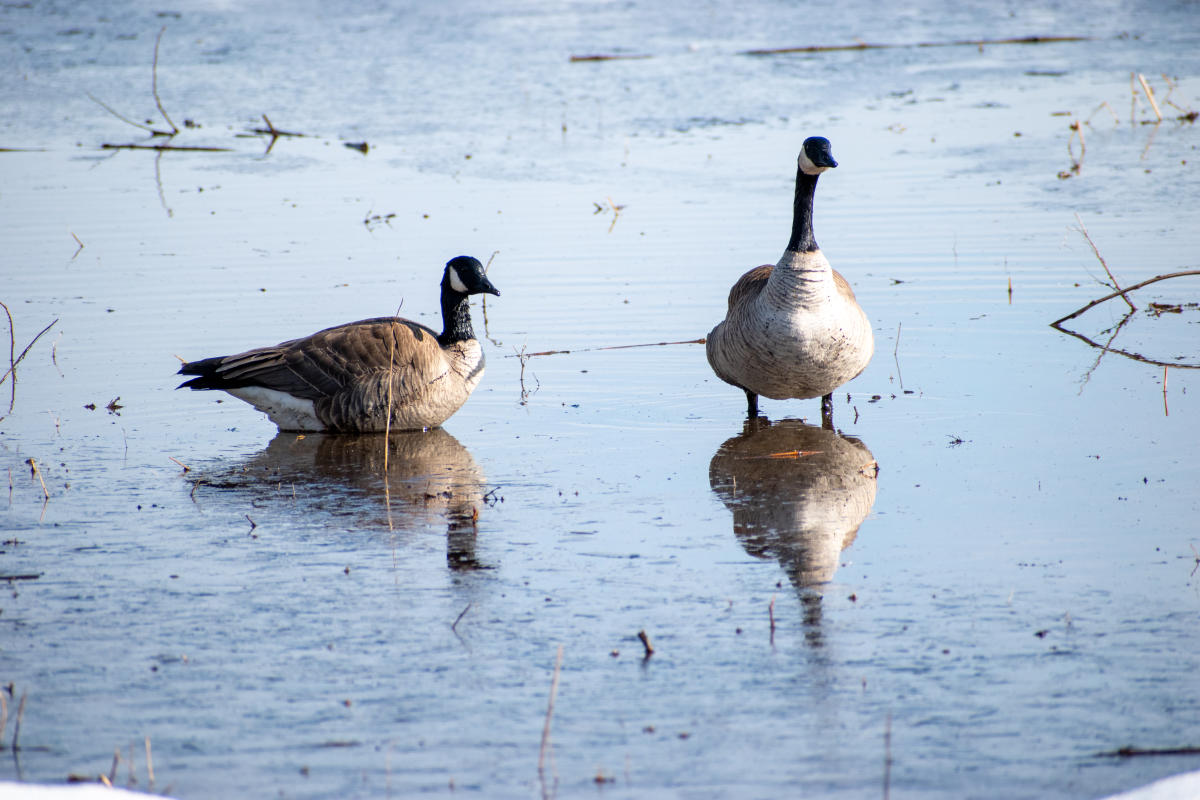 Creamer's Field Migratory Waterfowl Refuge
