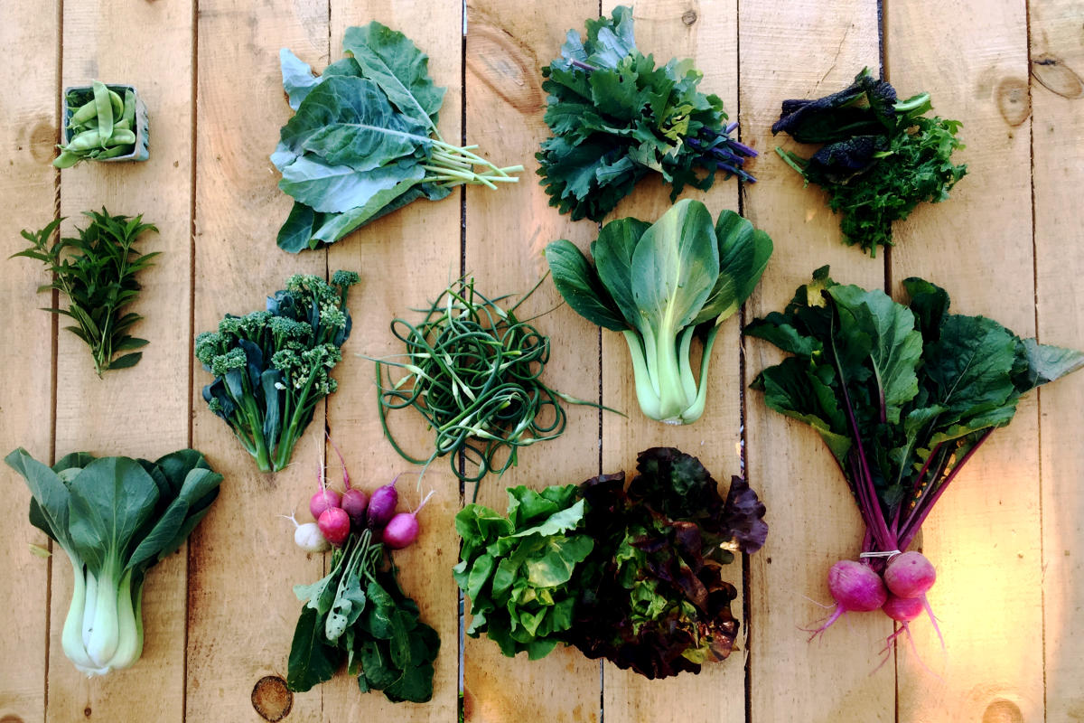 Mud Creek Farm CSA Victor, NY