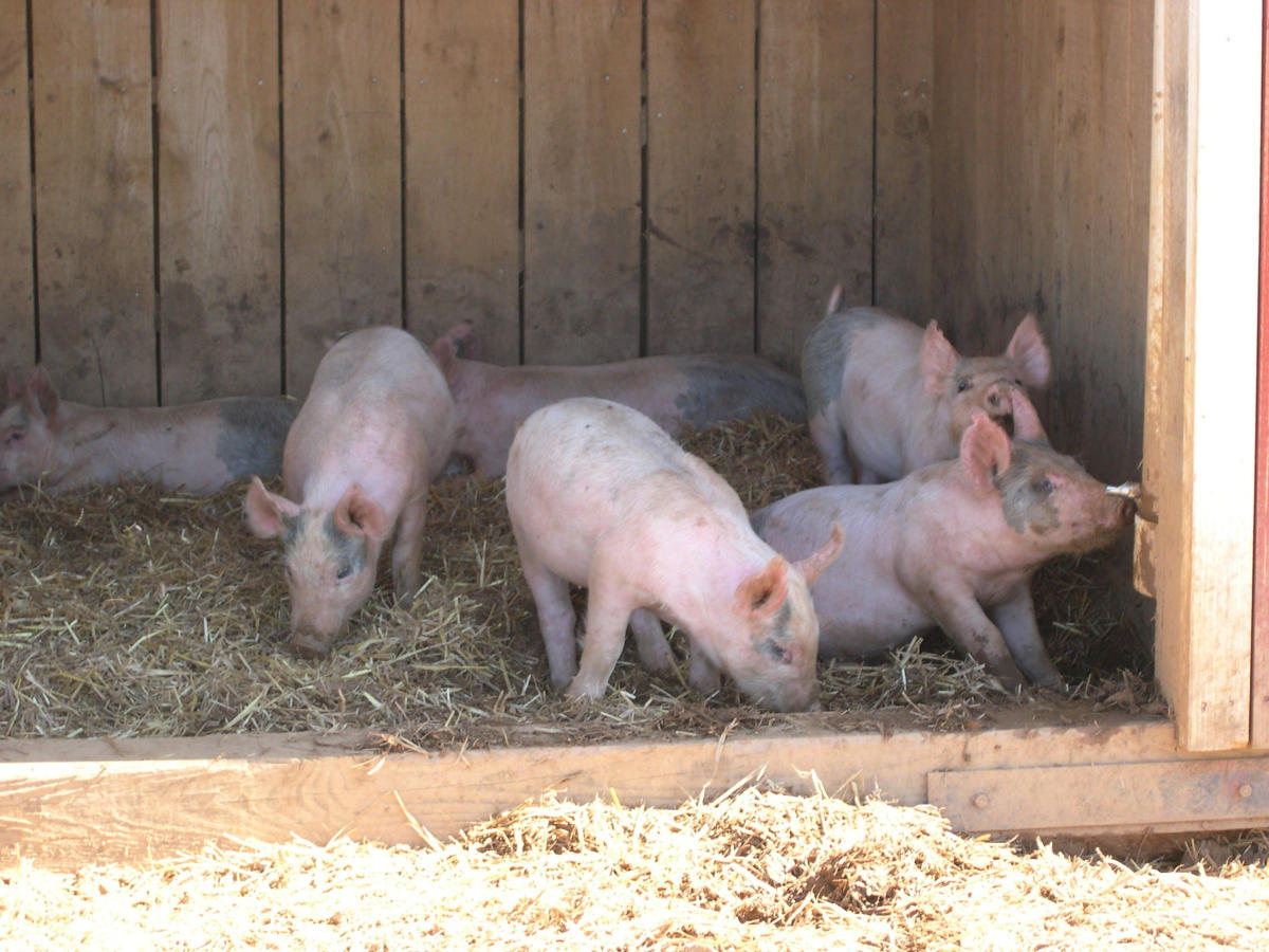 Gaver Farm