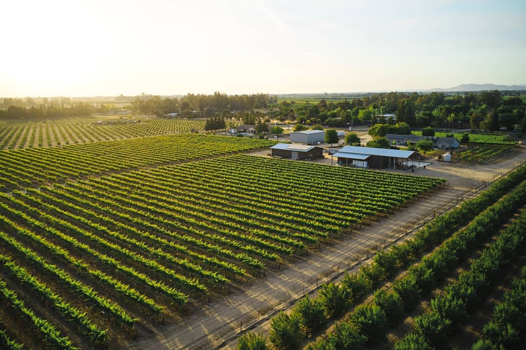 Oak vineyard hot sale