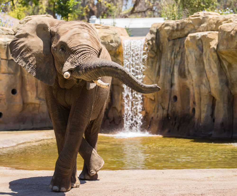 fresno zoo