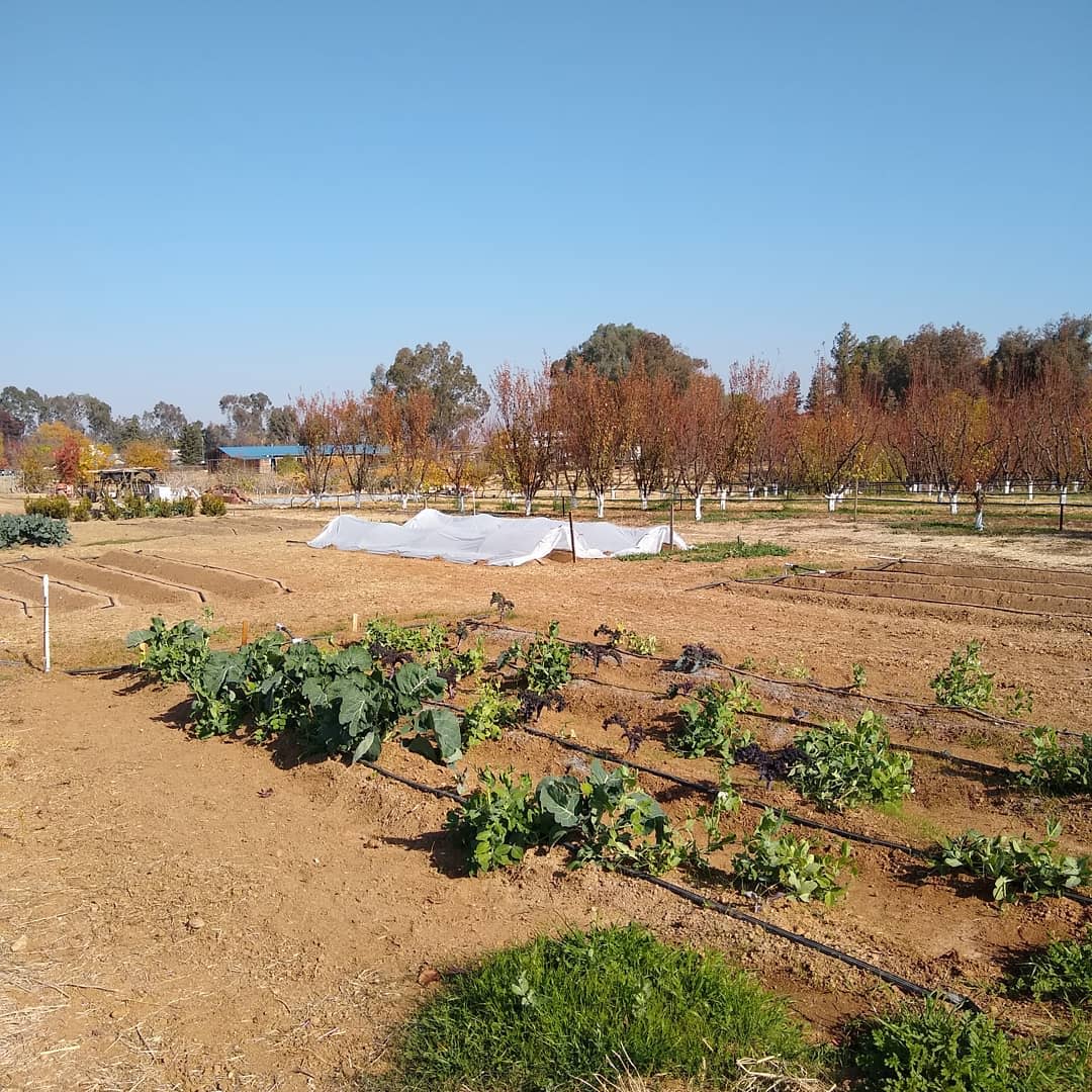 Moa Oasis Garden