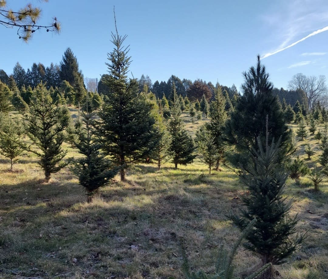 Ochs Christmas Tree Farm in Galena, IL Galena Country