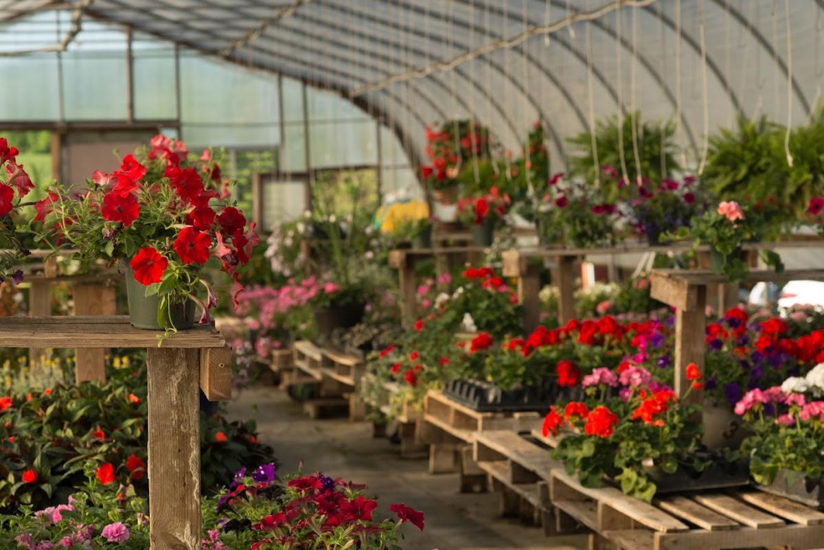 Aunt Beez Greenhouse in Scales Mound, IL Galena Country