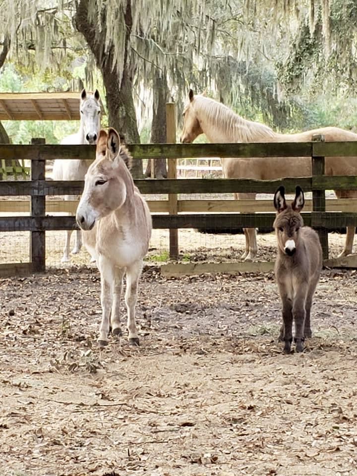 The Farm at Oatland North
