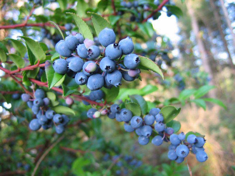 Huckleberry Festival Green Country Oklahoma Official Site