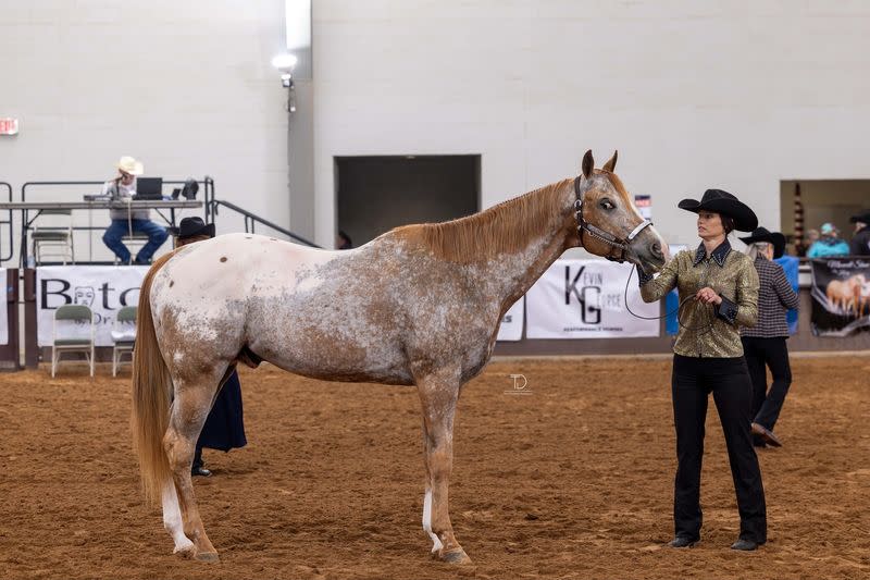 Oklahoma Pinto Horse Association Spring Color Classic | Green Country ...