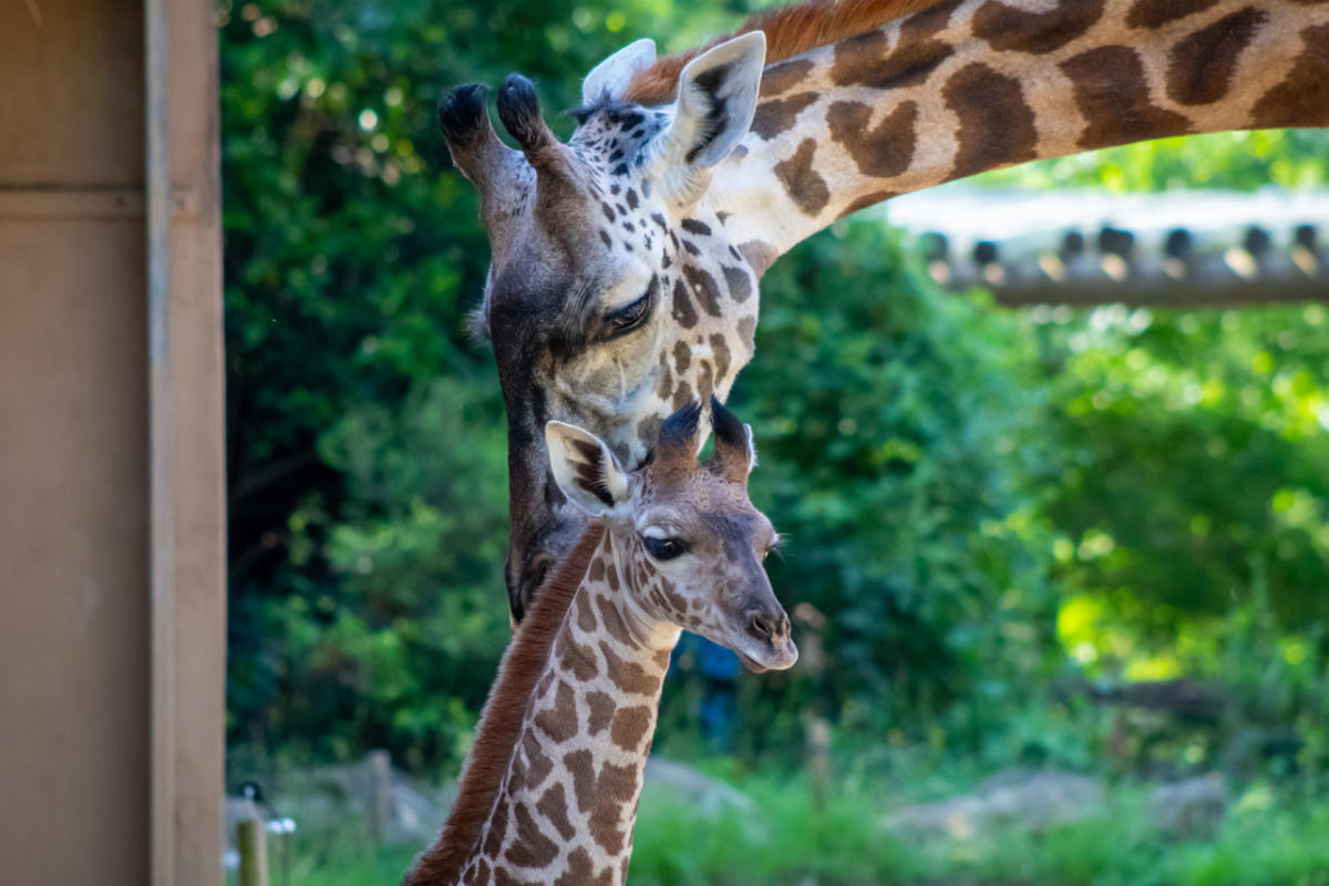 General Admission Zoo Tickets