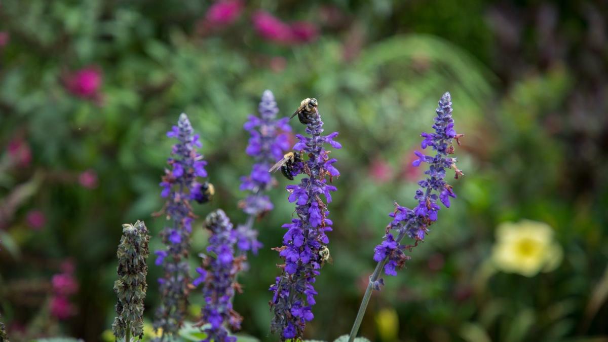 🐝Planting For Pollinators Workshop Series🐝 | Gwinnett County, GA