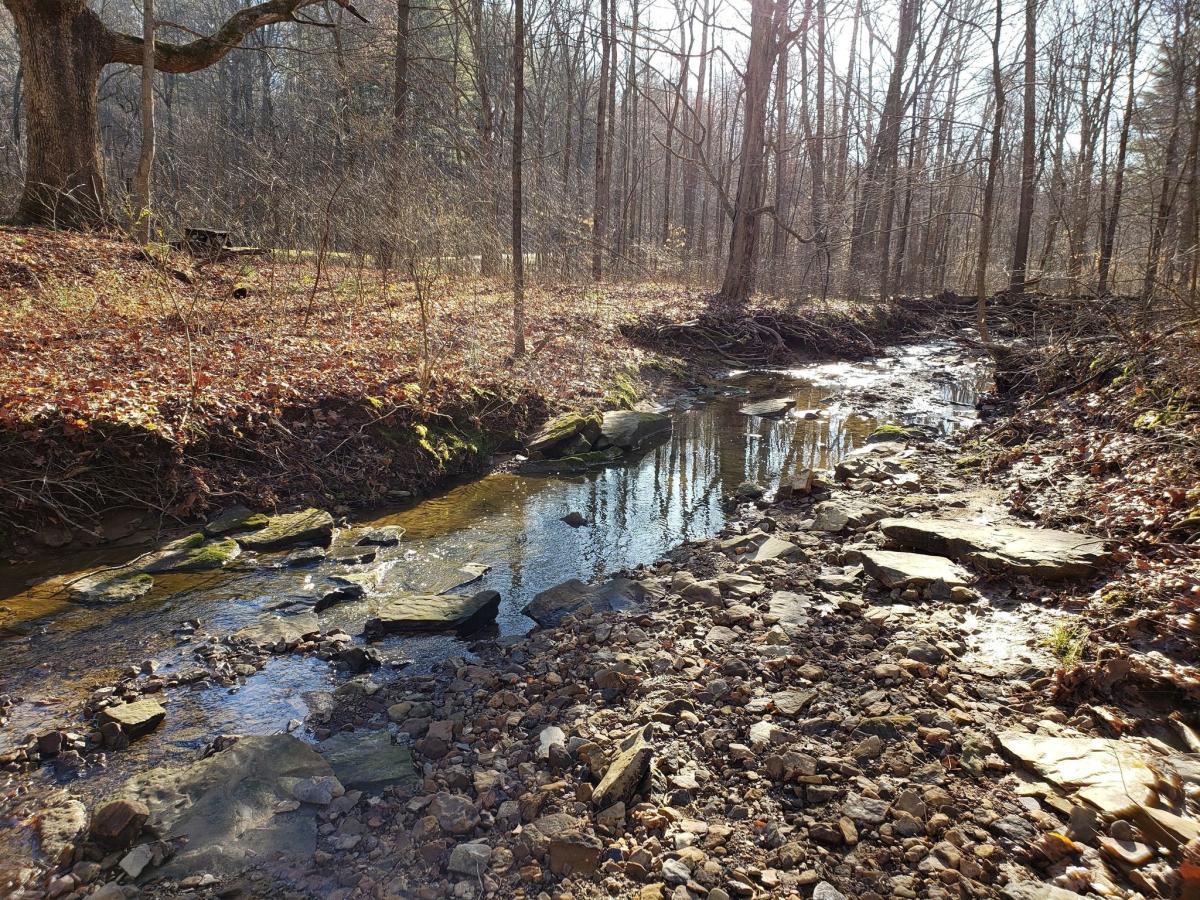 Escape to the Enchanting Indiana Ferdinand State Forest: Your Gateway to Nature's Embrace
