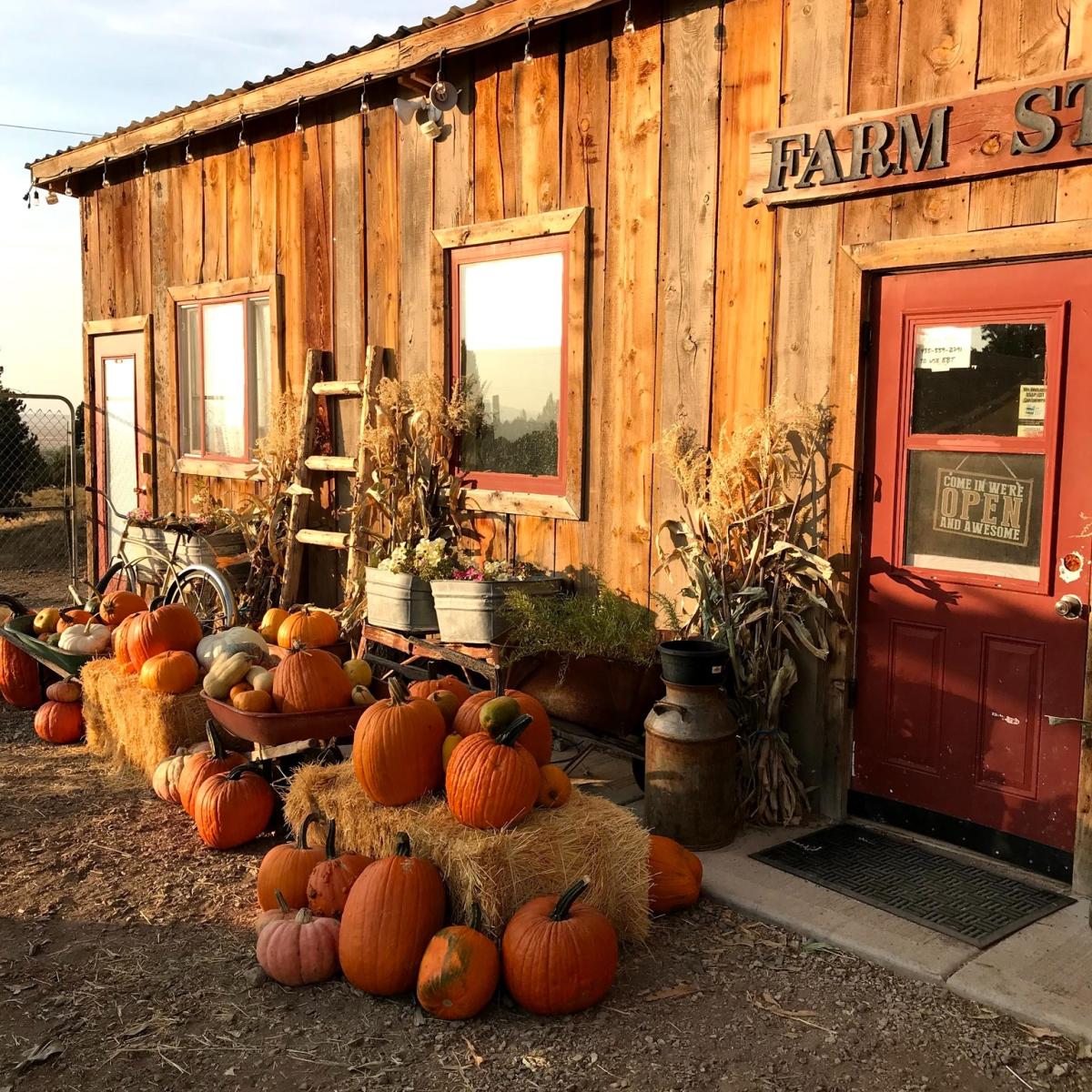 NH: Self-Guided Pumpkin Patch