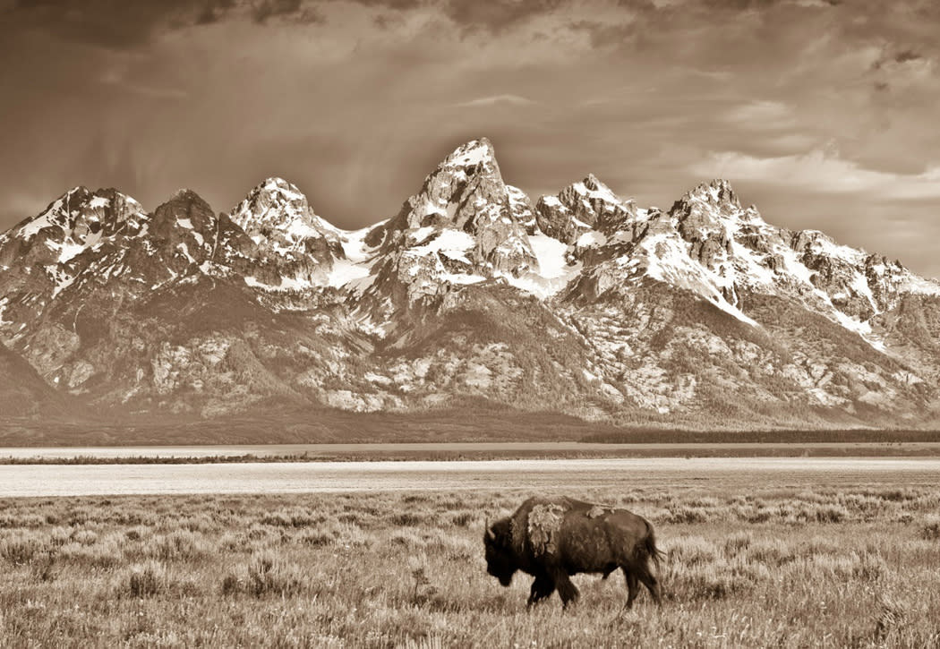 Medicine Bird Gallery