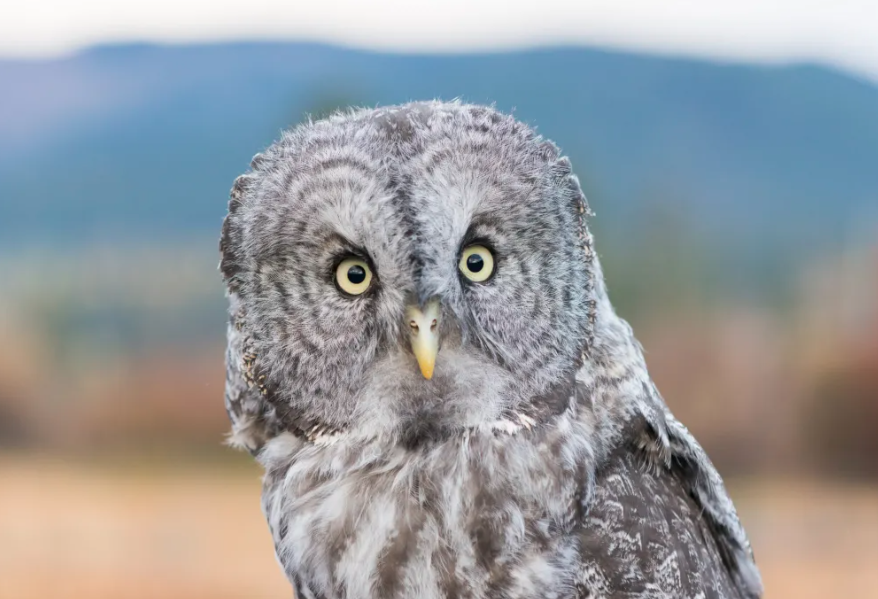 Native Uk Raptor Raptor Adaptations: Masters of Survival