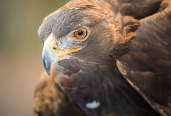 Mistral Raptor Picture Raptor Discovery: Masters of the Sky