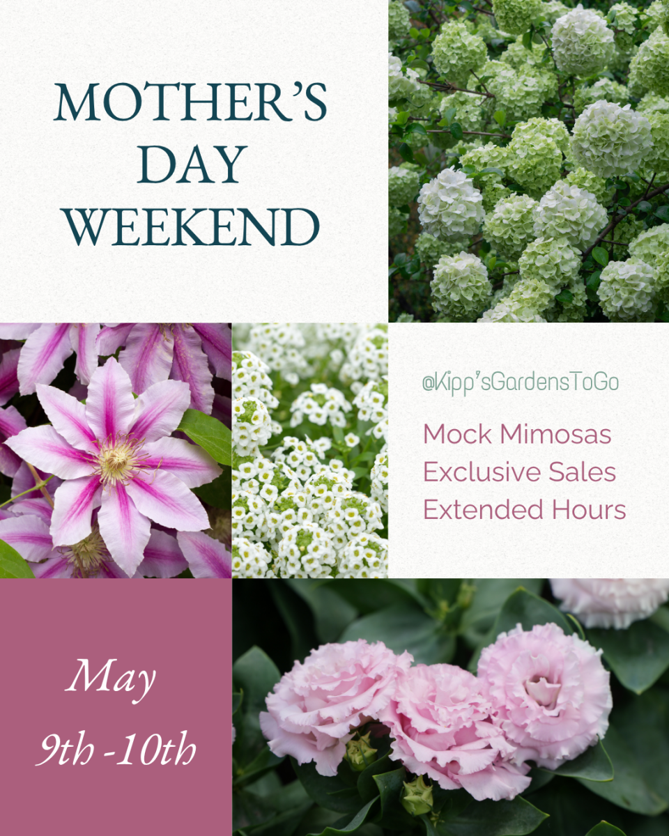 Mother's Day Weekend at Kipp's Gardens To Go