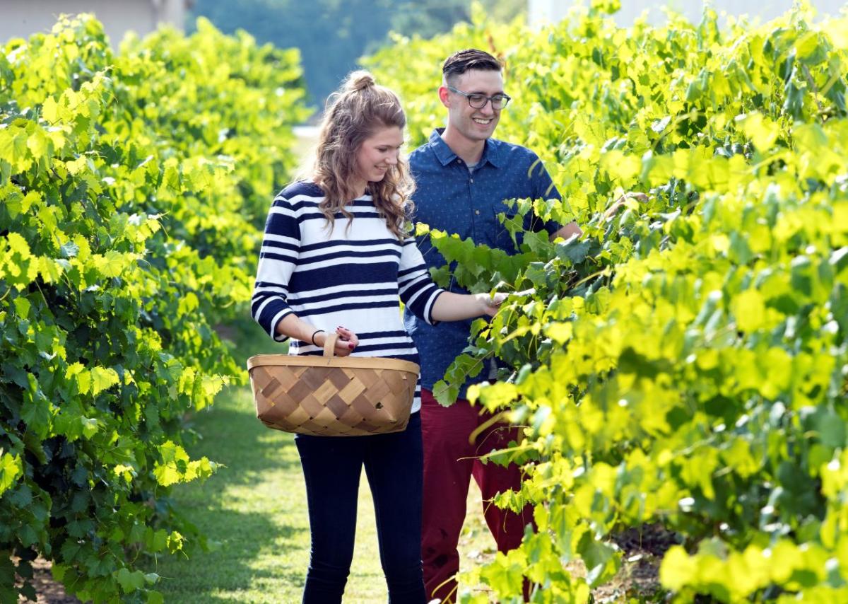 Hinnant family vineyards shop