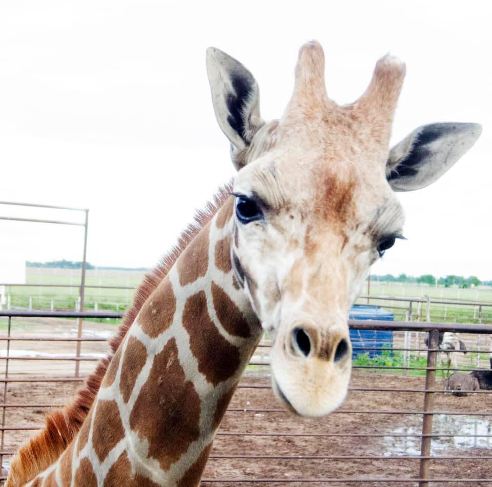Hedrick Exotic Animal Farm and Bed & Breakfast Inn Nickerson KS, 67561