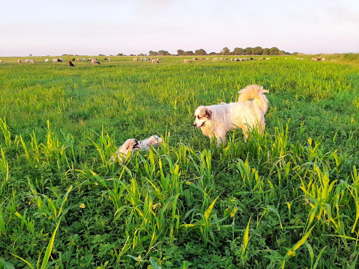 Green Truck Farm Harper KS, 67058