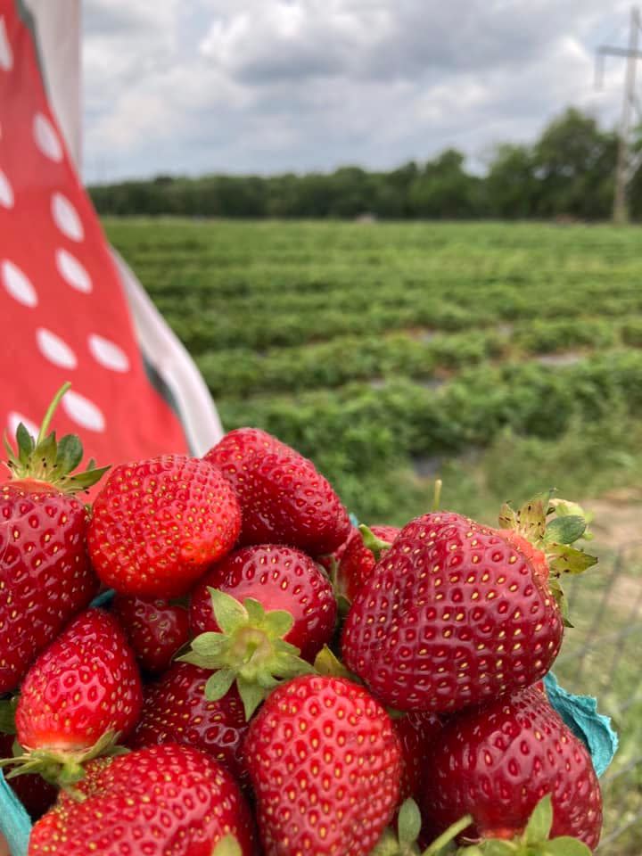 Gieringer's Family Orchard & Berry Farm Edgerton KS, 66021