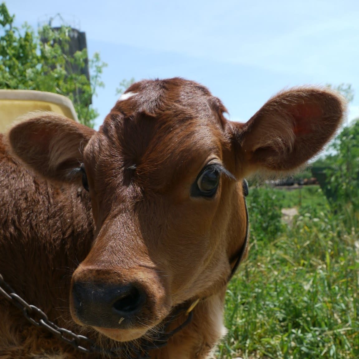 Jason Wiebe Dairy Durham KS, 67438