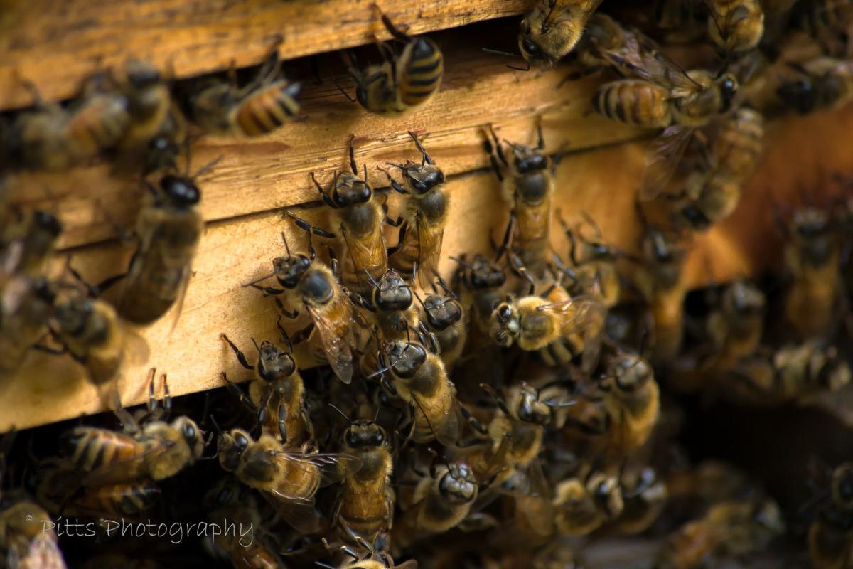 Blossom Trail Bee Ranch - Baldwin City KS, 66006