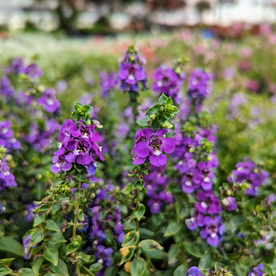 TLC Garden Center La Harpe KS, 66751